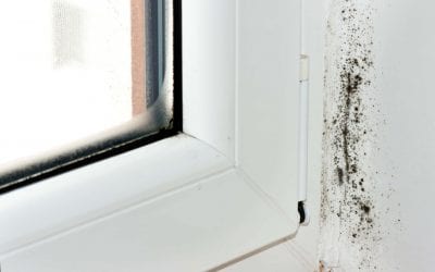 Five Tips for Preventing Mold Growth in Your Home
